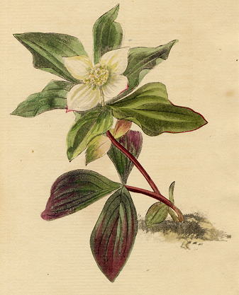 Cornus canadensis, 1822