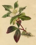 Cornus canadensis, 1822