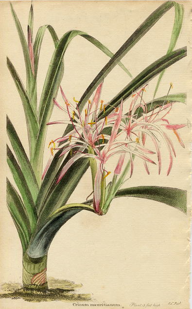 Crinum mauritianum, 1822