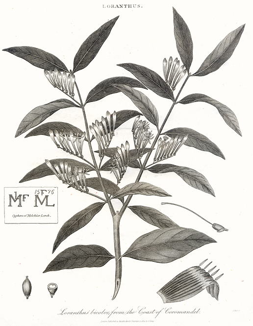 Loranthus Bicolor, 1815