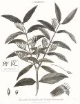 Loranthus Bicolor, 1815
