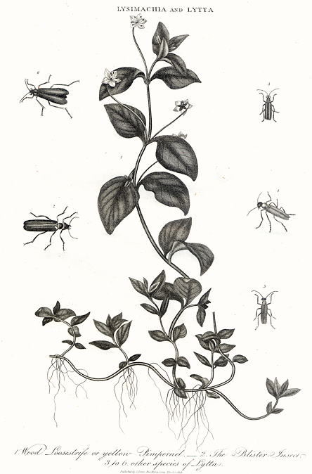 Wood Loosestrife, Blister Insect and other beetles, 1815