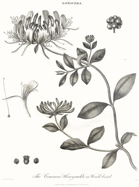 Honeysuckle, 1815