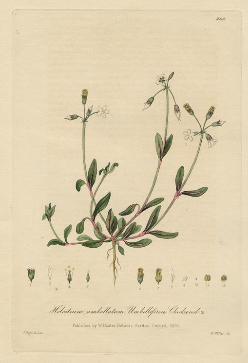 Umbelliferous Chickweed, 1839