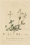 Umbelliferous Chickweed, 1839