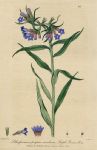 Purple Gromwell, 1839