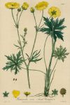 Acrid Crowfoot, 1839