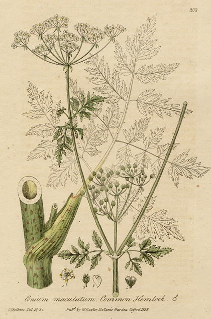 Common Hemlock, 1839