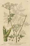 Common Hemlock, 1839