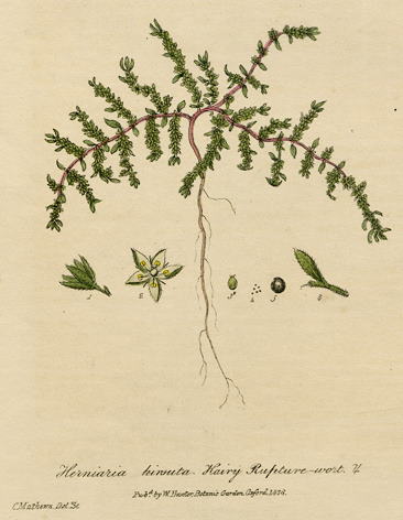 Hairy Rupture-wort, 1839