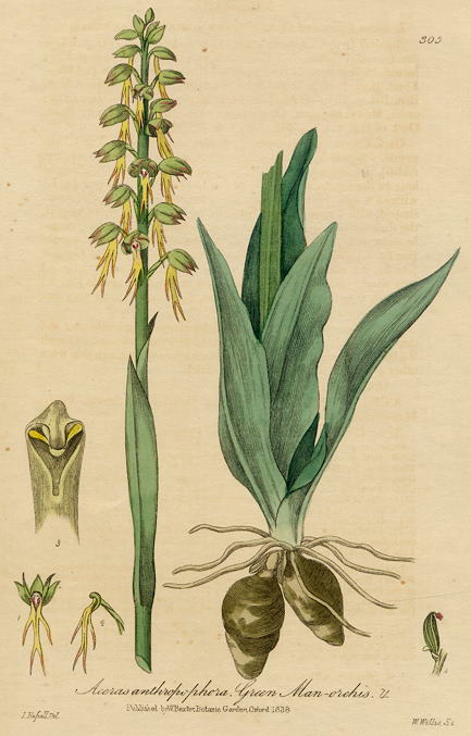 Green Man-orchis, 1839