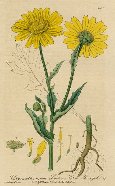 Corn Marigold, 1839