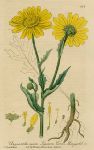 Corn Marigold, 1839