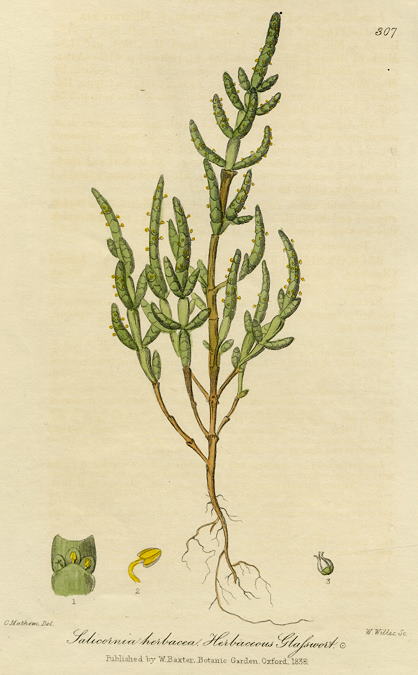 Herbaceous Glasswort, 1839