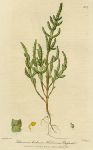 Herbaceous Glasswort, 1839