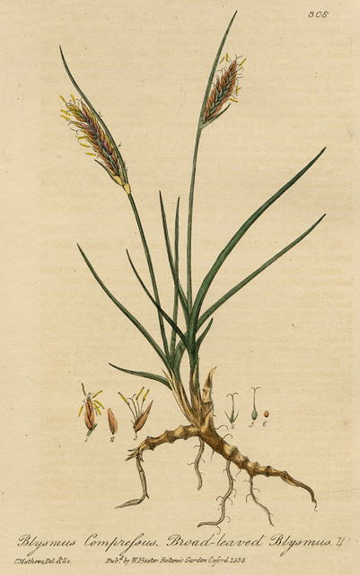 Broad-leaved Blysmus, 1839