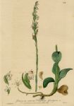 Creeping Goodyera, 1839