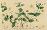 Wood Loosestrife, 1839