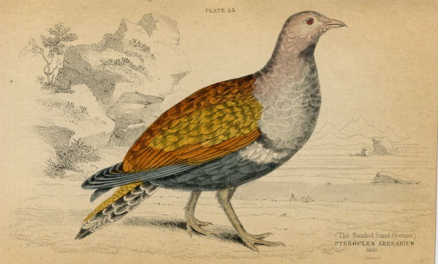 Banded Sand Grouse (male), 1860