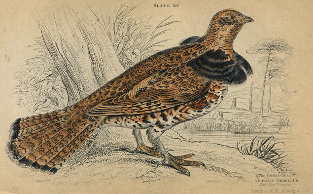 Ruffed Grouse (north America), 1860