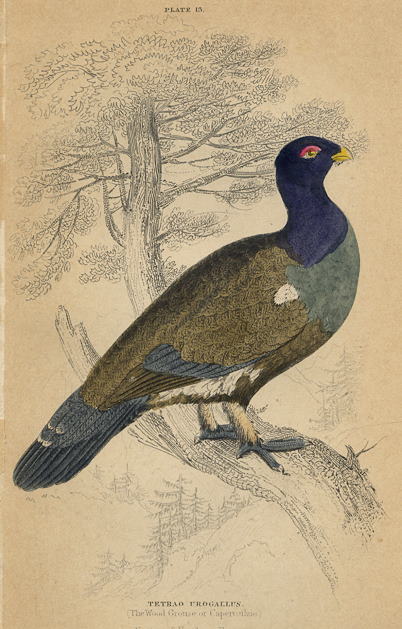 Wood Grouse, 1860