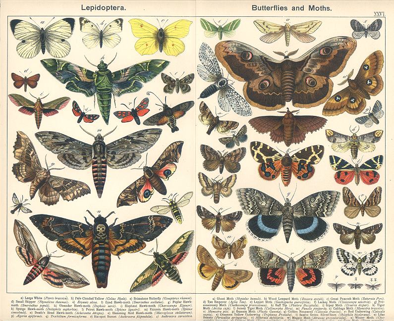 Lepidoptera - Butterflies & Moths., 1885