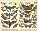 Lepidoptera - Butterflies & Moths., 1885