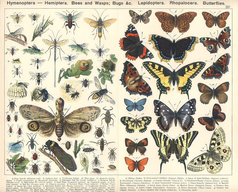 Hymenoptera - Bees, Wasps, Bugs & Lepidoptera - Butterflies., 1885