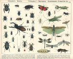 Beetles, Grasshoppers, Dragonflies etc.., 1885