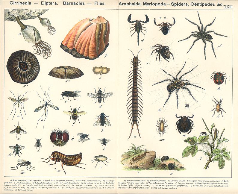 Barnacles, Flies, Spiders, Centipedes etc., 1885