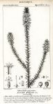 Botanical, Epacris pungens, 1829