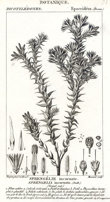 Botanical, Sprengelia incarnata, 1829