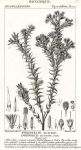 Botanical, Sprengelia incarnata, 1829