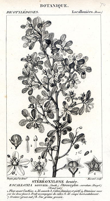 Botanical, Escallonia serrata, 1829