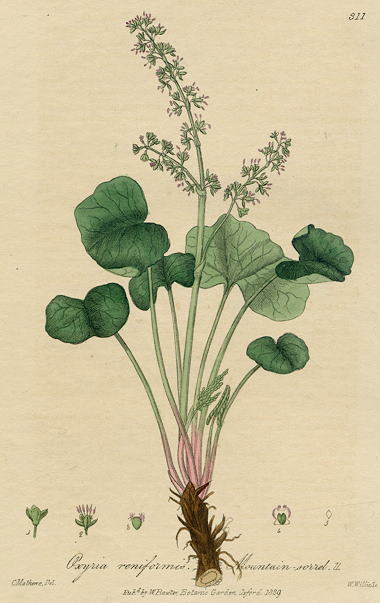 Mountain Sorrel, 1839