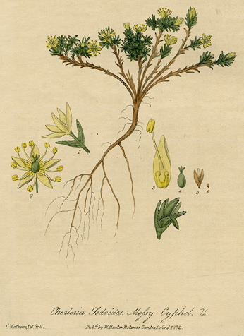 Mossy Cyphel, 1839