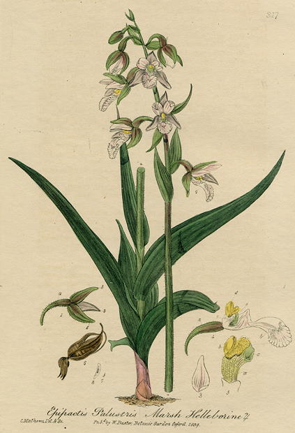 Marsh Helleborine, 1839