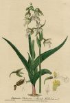 Marsh Helleborine, 1839