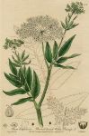 Bread-leaved Water Parsnip, 1839