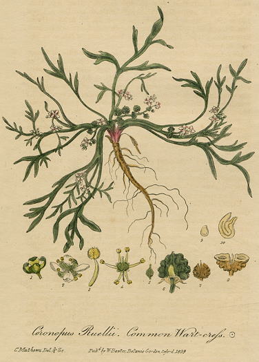 Common Watercress, 1839