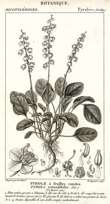 Botanical, Pyrola rotundifolia, 1829