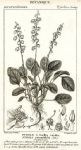 Botanical, Pyrola rotundifolia, 1829