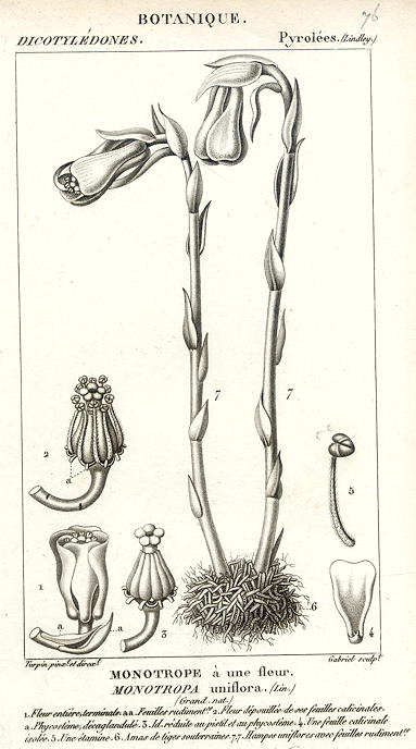 Botanical, Monotropa uniflora, 1829