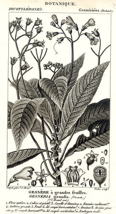 Botanical, Gesneria grandis, 1829