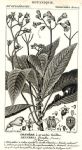 Botanical, Gesneria grandis, 1829