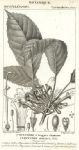 Botanical, Cyrtandra staminea, 1829