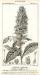 Botanical, Lobelia siphilitica, 1829