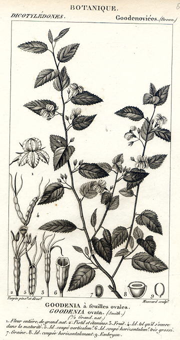 Botanical, Goodenia ovata, 1829