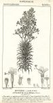 Botanical, Stylidium laricifolium, 1829