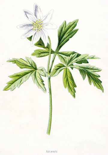 Anemone, 1891